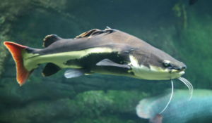 3 Types of Benefits of Consuming Catfish